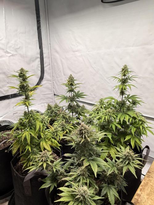 SpeedRun autos first go. Week 8