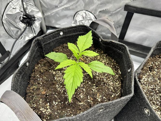 Bruce Banner #3 Auto. Week 1