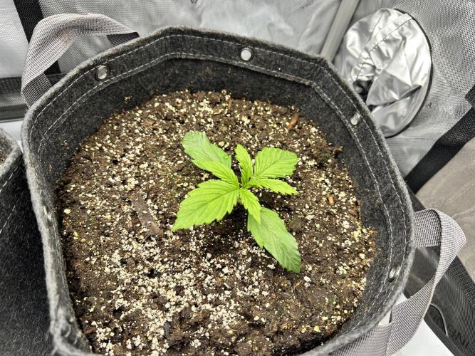 Bruce Banner #3 Auto. Week 1