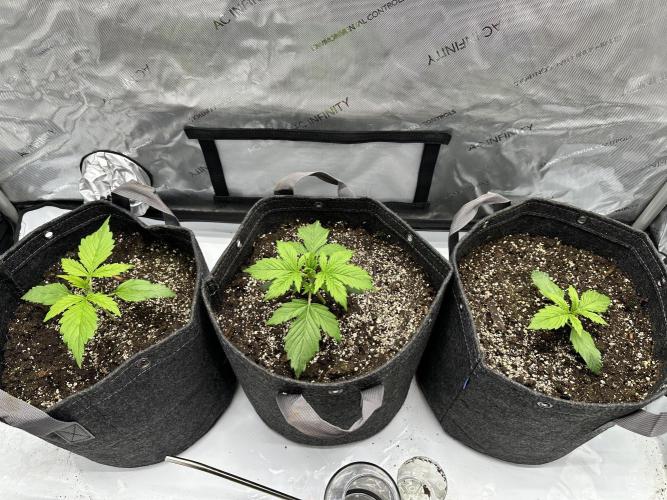 Bruce Banner #3 Auto. Week 1