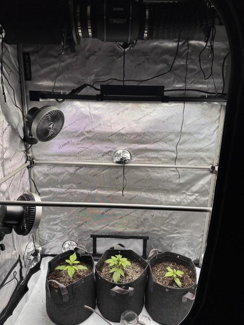 Bruce Banner #3 Auto. Week 1