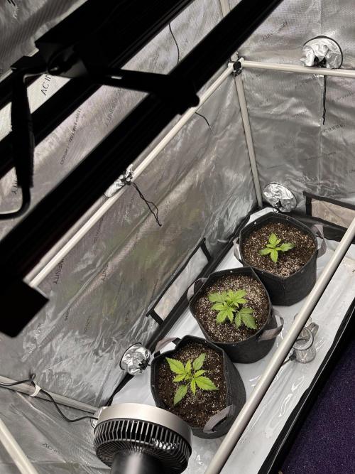 Bruce Banner #3 Auto. Week 1