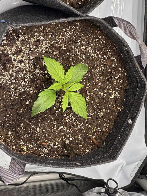 Bruce Banner #3 Auto. Week 1