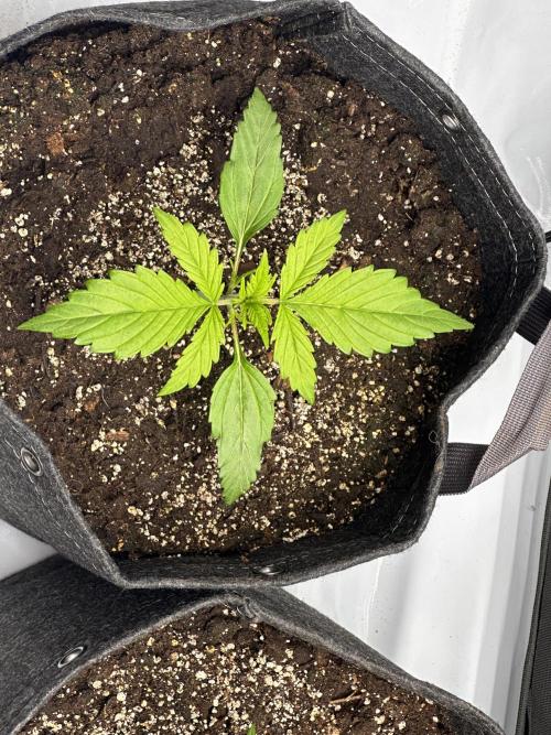 Bruce Banner #3 Auto. Week 1