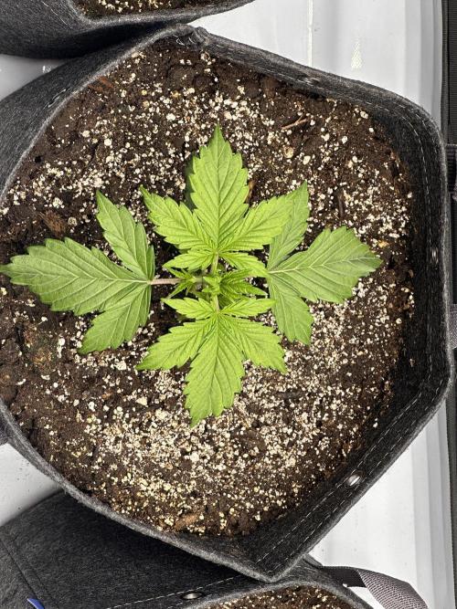 Bruce Banner #3 Auto. Week 1