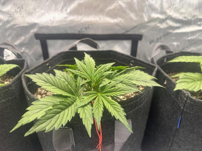 Bruce Banner #3 Auto. Week 2