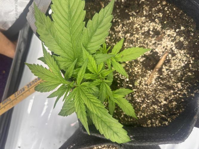 Bruce Banner #3 Auto. Week 2