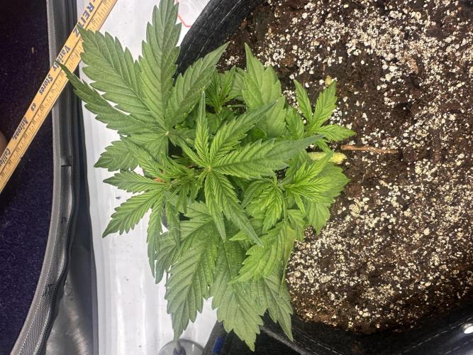 Bruce Banner #3 Auto. Week 2