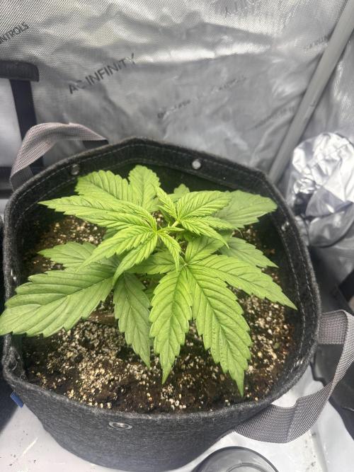 Bruce Banner #3 Auto. Week 2