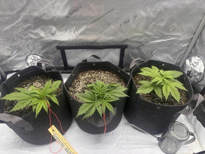 Bruce Banner #3 Auto. Week 2