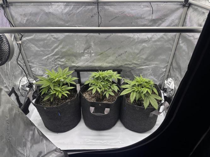 Bruce Banner #3 Auto. Week 3