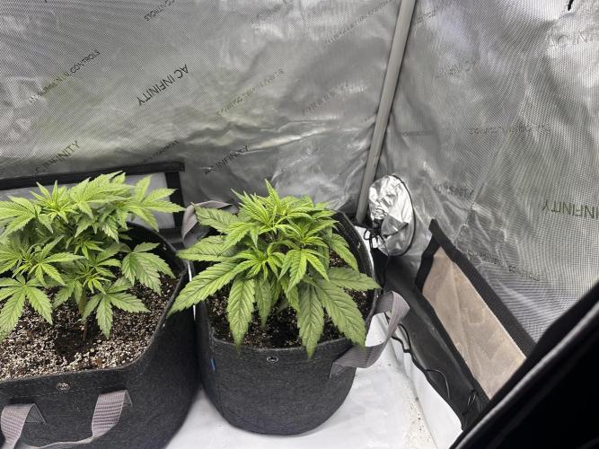 Bruce Banner #3 Auto. Week 3