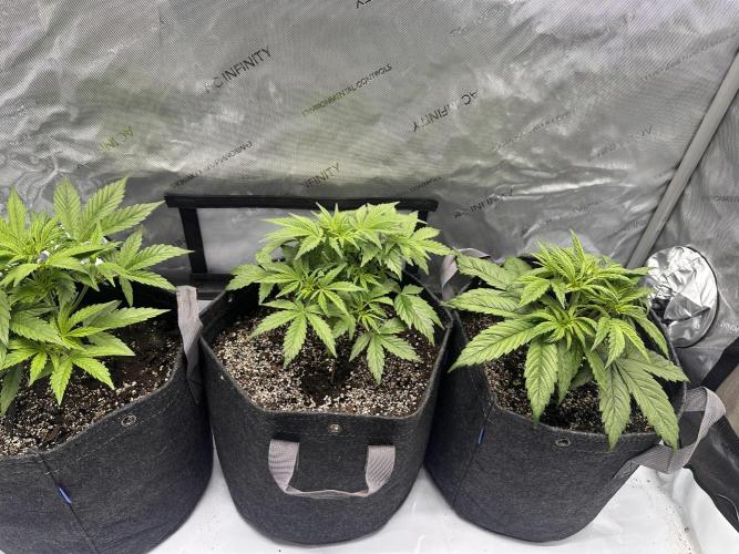 Bruce Banner #3 Auto. Week 3