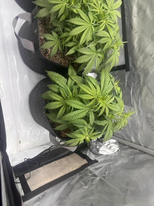 Bruce Banner #3 Auto. Week 4