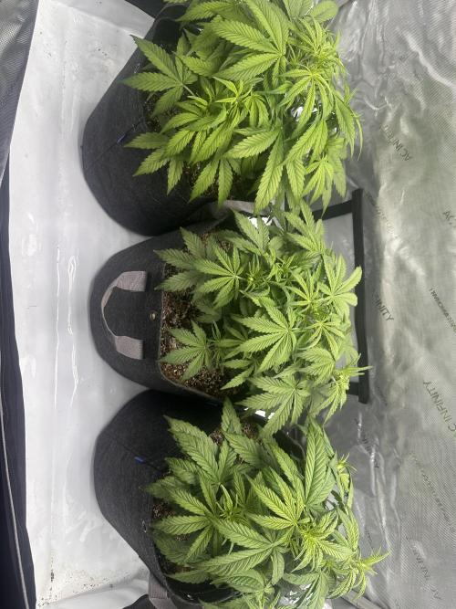 Bruce Banner #3 Auto. Week 4