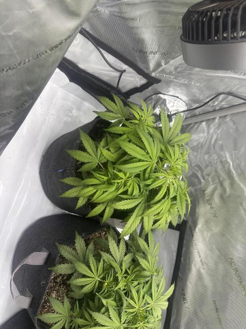 Bruce Banner #3 Auto. Week 4