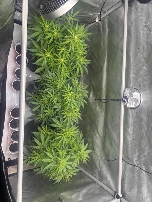 Bruce Banner #3 Auto. Week 5