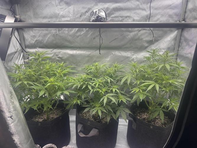 Bruce Banner #3 Auto. Week 5