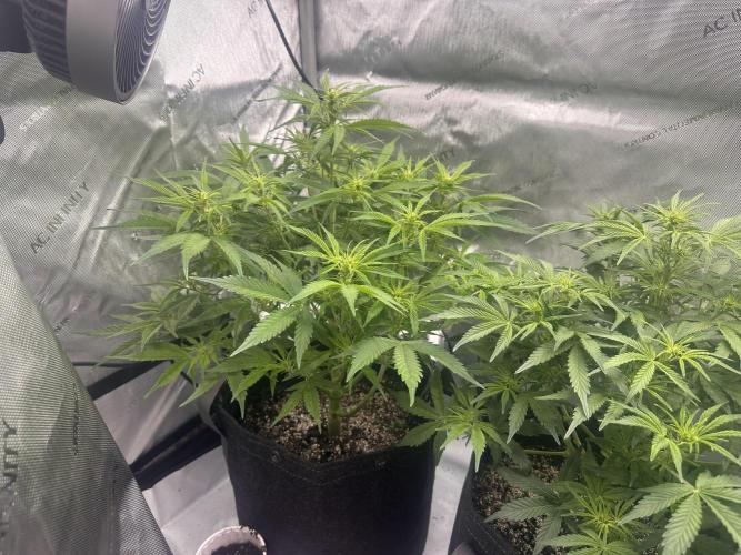 Bruce Banner #3 Auto. Week 5
