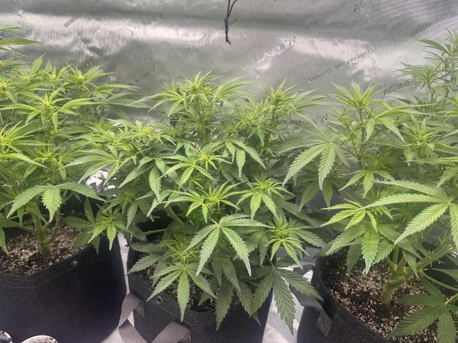 Bruce Banner #3 Auto. Week 5