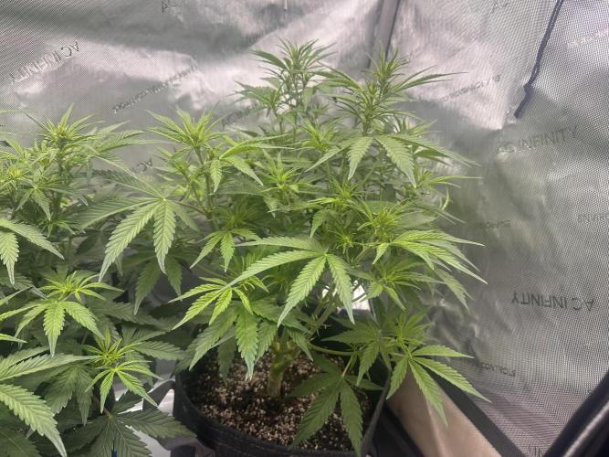 Bruce Banner #3 Auto. Week 5