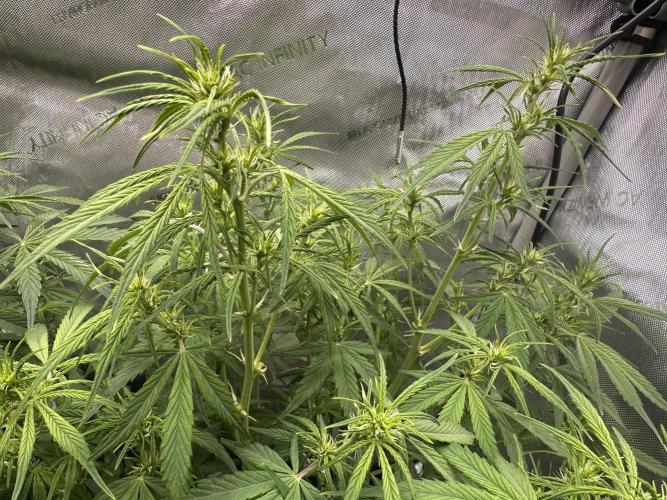 Bruce Banner #3 Auto. Week 6