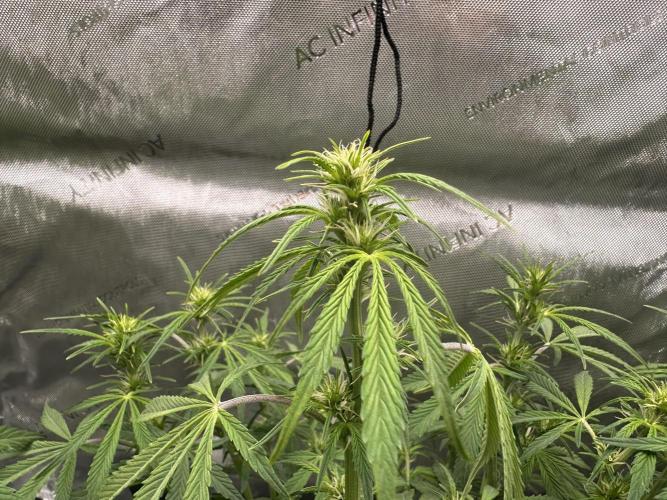 Bruce Banner #3 Auto. Week 6