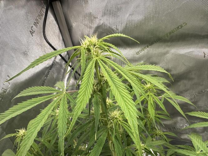 Bruce Banner #3 Auto. Week 6