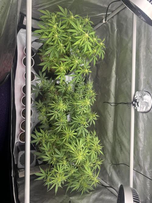 Bruce Banner #3 Auto. Week 6