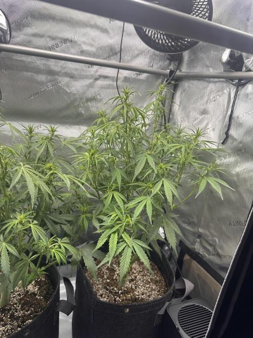 Bruce Banner #3 Auto. Week 6