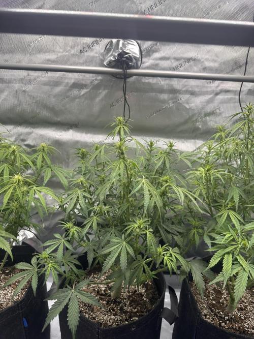 Bruce Banner #3 Auto. Week 6