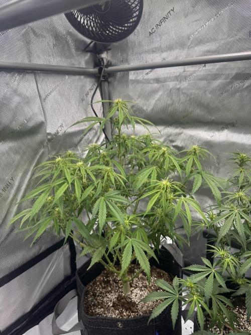 Bruce Banner #3 Auto. Week 6
