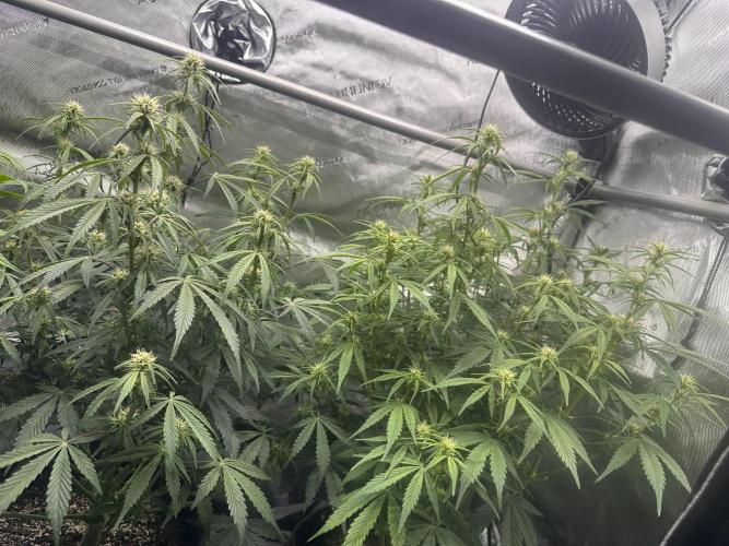 Bruce Banner #3 Auto. Week 7