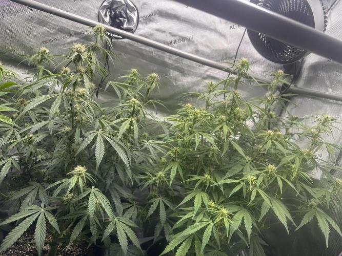 Bruce Banner #3 Auto. Week 7