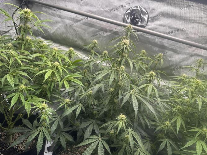 Bruce Banner #3 Auto. Week 7