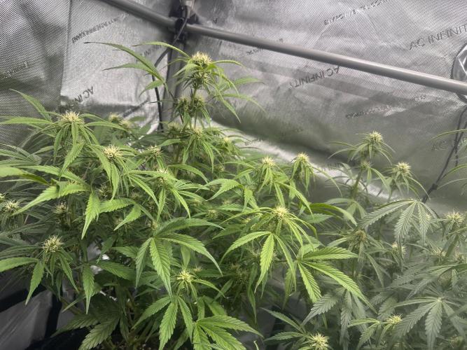 Bruce Banner #3 Auto. Week 7