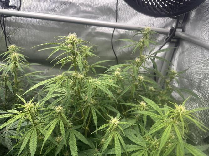 Bruce Banner #3 Auto. Week 7