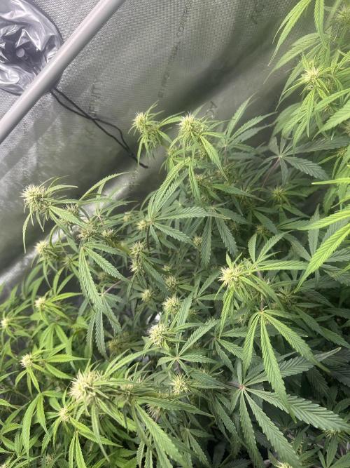 Bruce Banner #3 Auto. Week 7