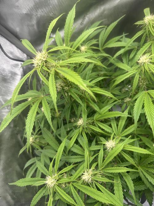 Bruce Banner #3 Auto. Week 7