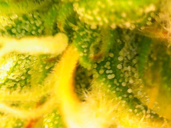 Bruce Banner #3 Auto. Week 7