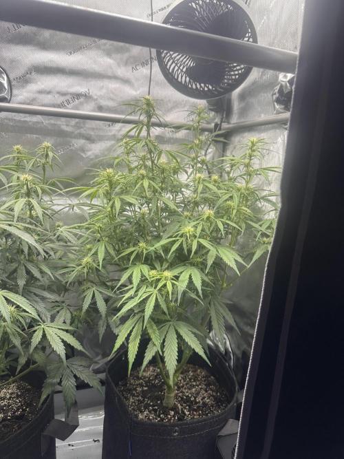 Bruce Banner #3 Auto. Week 7