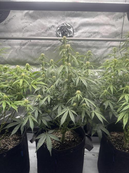Bruce Banner #3 Auto. Week 7