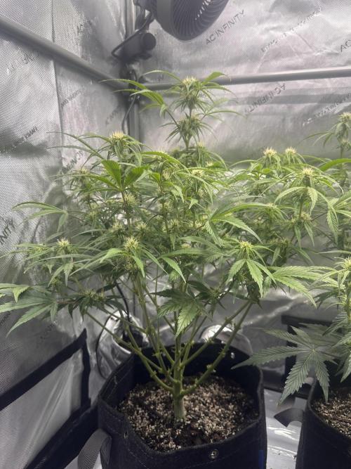 Bruce Banner #3 Auto. Week 7