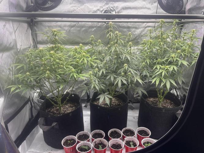 Bruce Banner #3 Auto. Week 7