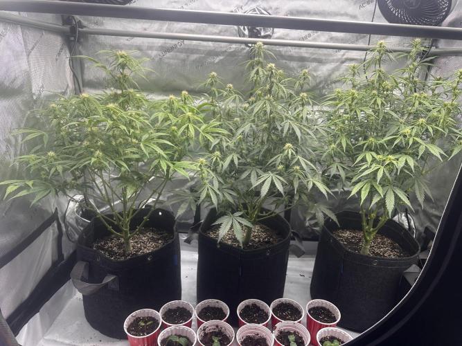 Bruce Banner #3 Auto. Week 7