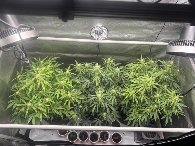 Bruce Banner #3 Auto. Week 7