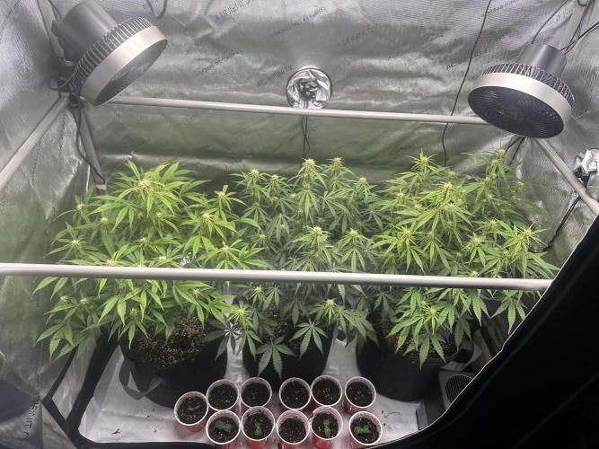 Bruce Banner #3 Auto. Week 7