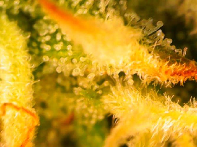 Bruce Banner #3 Auto. Week 8