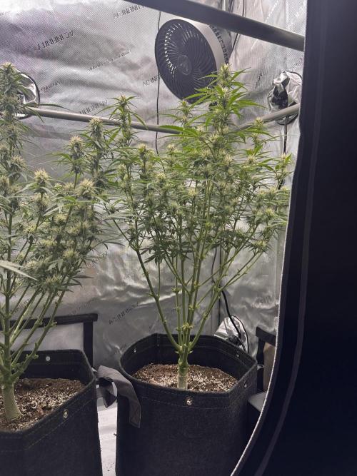 Bruce Banner #3 Auto. Week 8