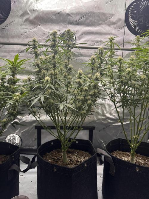 Bruce Banner #3 Auto. Week 8